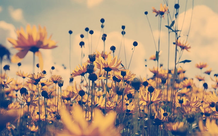 yellow daisies field, nature, plants, flowers, macro, summer, HD wallpaper