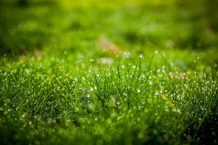 grass with dew, Morning dew, Helios, Canon, 500d, bokeh, bucarest, HD wallpaper