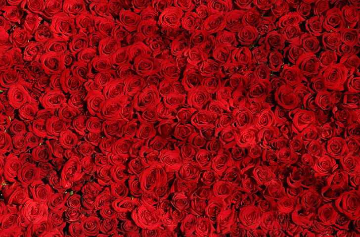 Love Red Roses Background, Holidays, Valentine's Day, Flowers