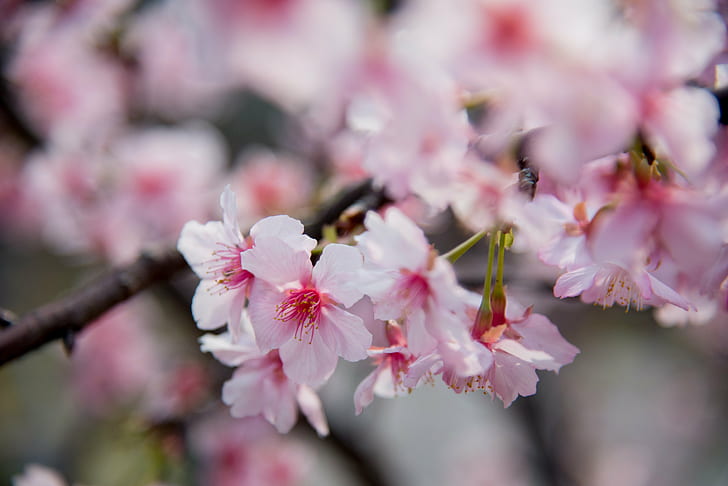 close-up photography of white-and-pink petaled flowers, hejin, hejin
