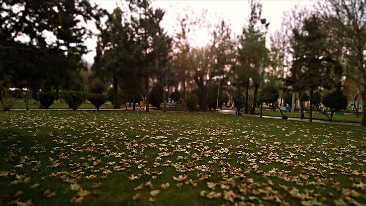 green grass field, fall, leaves, trees, nature, plant, group of people