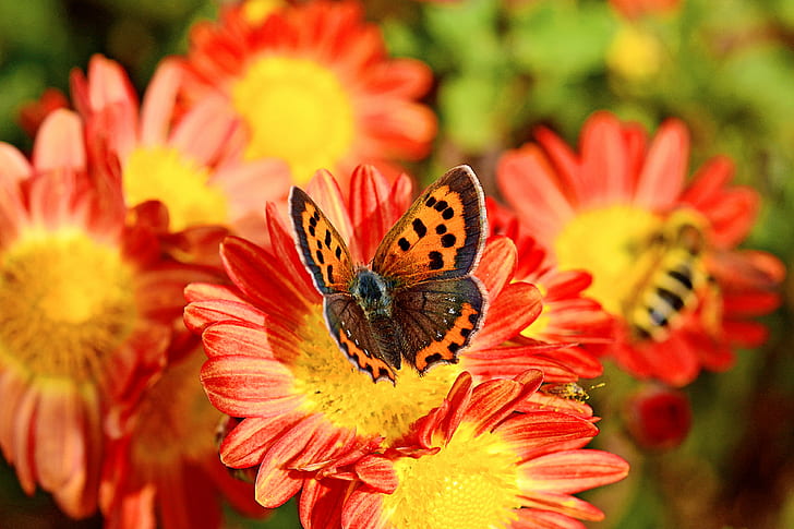 Eastern comma butterfly on red and yellow petaled flower, small copper, small copper