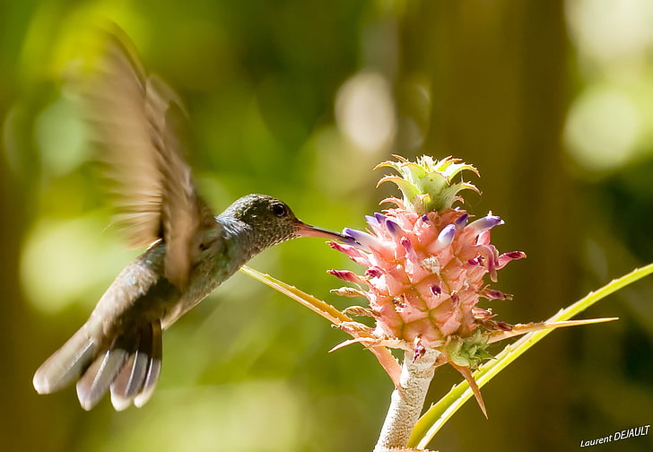 birds, flowers, flying, hummingbirds, animal wildlife, animals in the wild