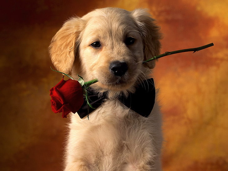 golden retriever puppy, look, rose, dog, pets, animal, cute, red, HD wallpaper