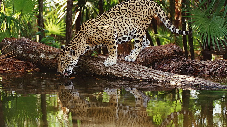 adult leopard, animals, jaguars, reflection, animal themes, animal wildlife, HD wallpaper
