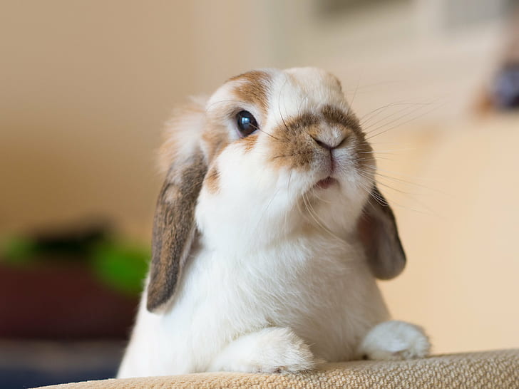 Cute Bunny Rabbits Wallpaper