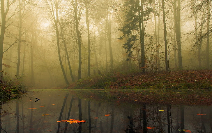 foggy forest, river surrounded by tall trees during daytime, nature