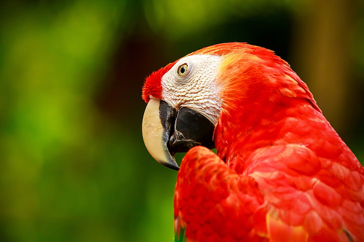 animals, birds, parrot, macaws, vertebrate, red, one animal
