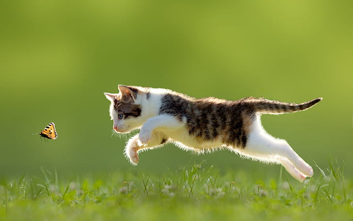 Cat, butterfly, jumping, grass, white and gray tabby cat, HD wallpaper