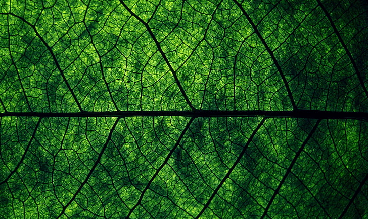 green leaf, green leaf, plants, macro, leaves, nature, green Color