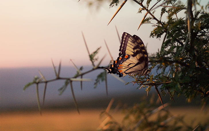 butterfly, nature, animal wildlife, animals in the wild, animal themes, HD wallpaper