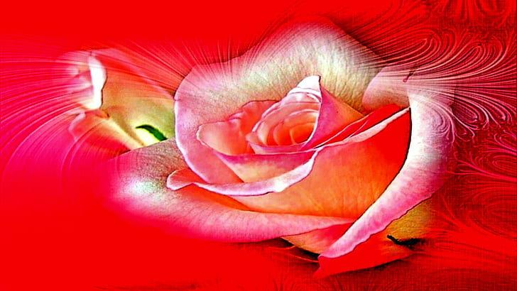 Heart's Of Love, gorgeous, roses, caring, cool, warm, loving, HD wallpaper