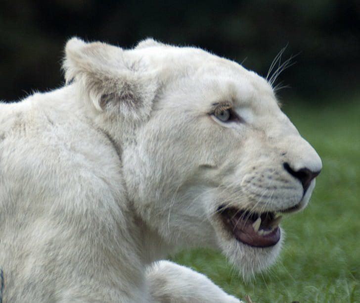 Lioness lying on grass field, White Lion, Animal, Big  Cat, White  Lion