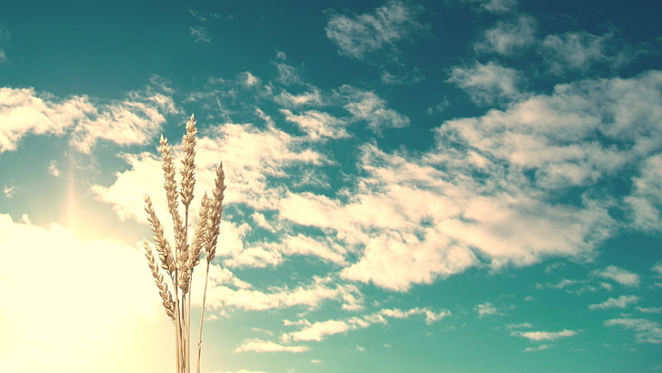 sky, spikelets, clouds, Sun, cloud - sky, nature, low angle view, HD wallpaper