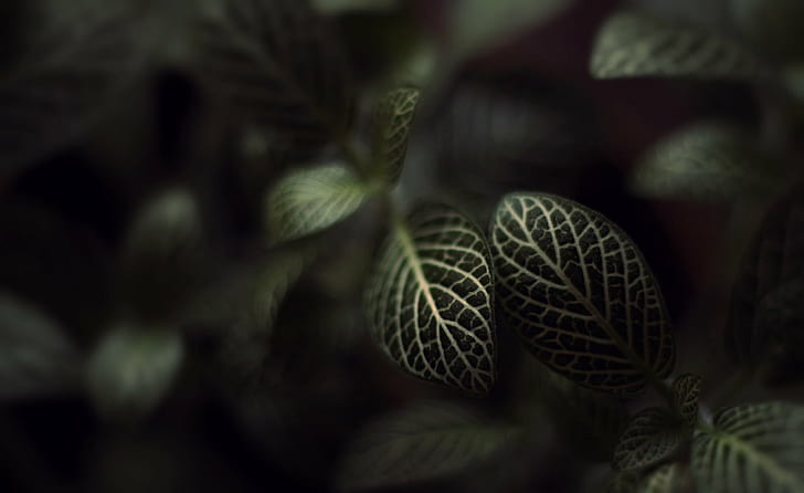 closeup photo of green leaf plant, Montreal, Fall, Autumn, Nature, HD wallpaper