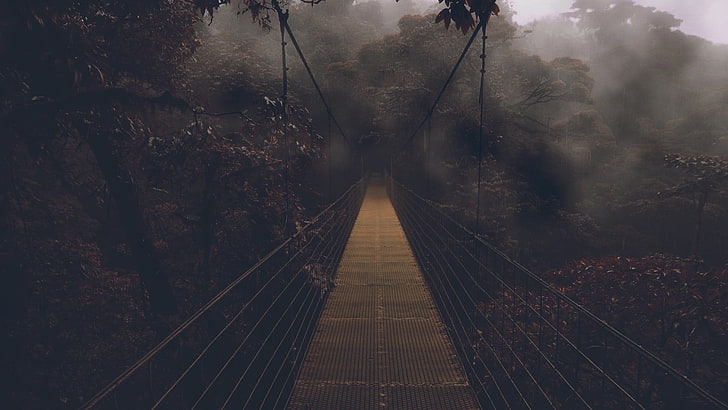 brown bridge, forest, landscape, nature, fog, tree, outdoors, HD wallpaper