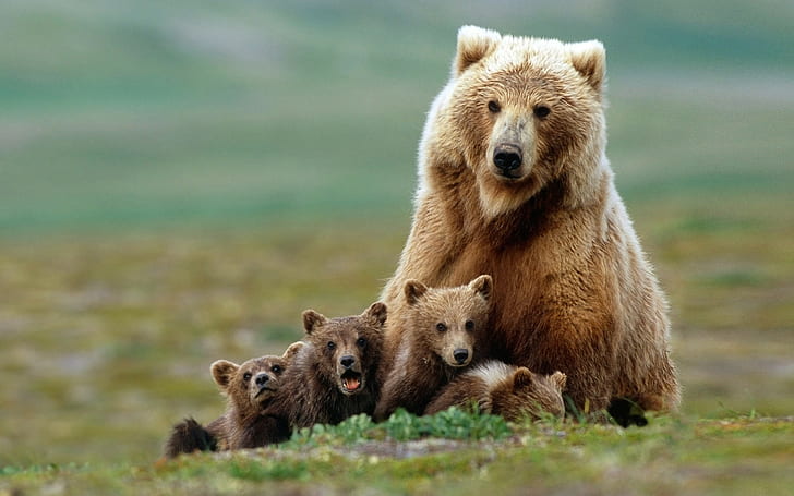 animals, bears, baby animals, nature, Grizzly Bears, field, HD wallpaper