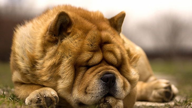 dog, sleep, cute, chow chow, sleeping, animal, animal themes, HD wallpaper
