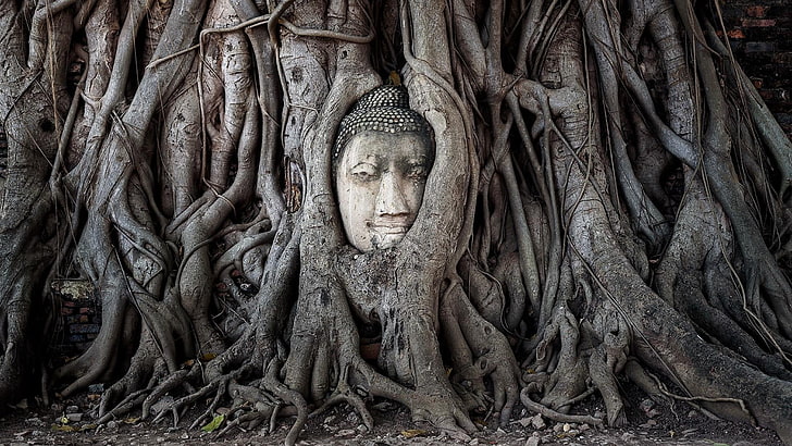 buddha, tree, thailand, asia, woody plant, root, trunk, temple, HD wallpaper
