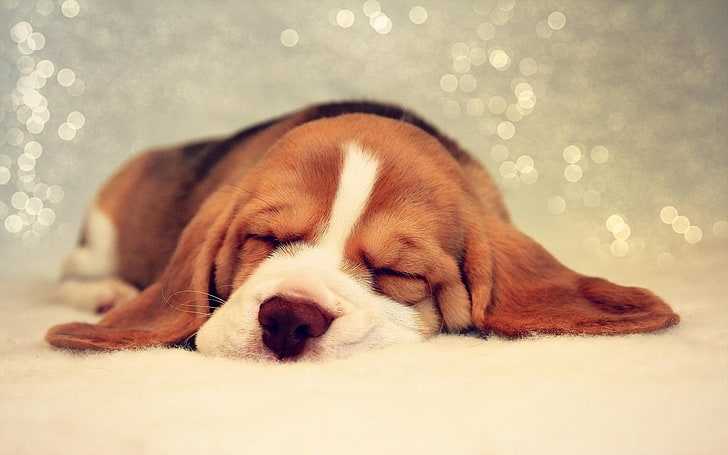 short-coated brown beagle, dogs, dream, face, beautiful, spotted, HD wallpaper