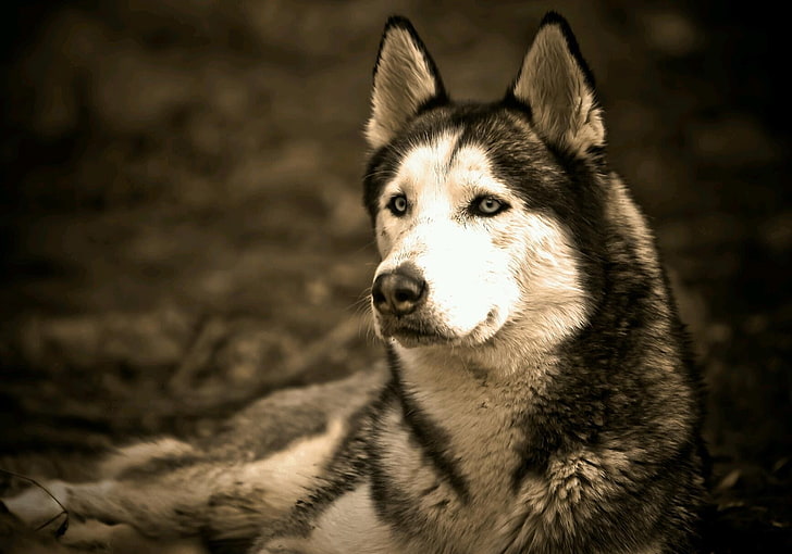 Siberian Husky, blue eyes, animals, dog, one animal, animal themes, HD wallpaper