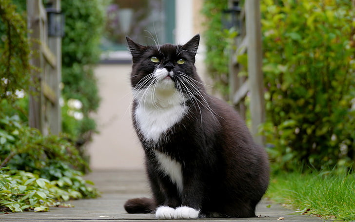 tuxedo cat, fat, look, spotted, sitting, mammal, domestic, pets, HD wallpaper
