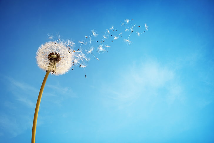 white dandelion, flower, the sky, background, nature, seed, summer