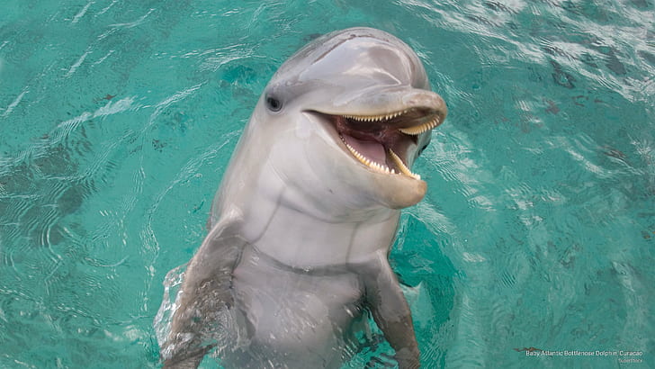 HD wallpaper: Baby Atlantic Bottlenose Dolphin, Curacao, Ocean Life |  Wallpaper Flare