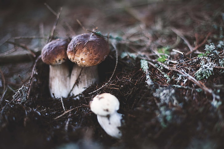 two brown mushrooms, white and brown mushroom selective focus photography, HD wallpaper