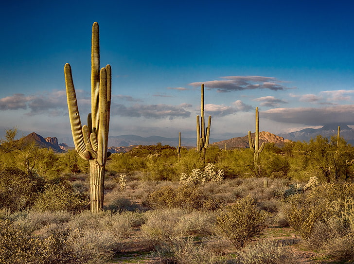 Saguaro Cactus, Arizona, United States, Travel, Nature, Landscape, HD wallpaper