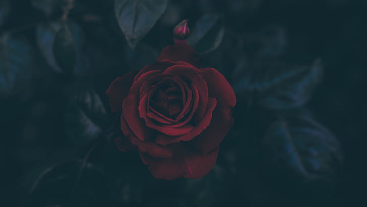 Dark, flowers, leaves, petals, Red Flowers, rose, HD wallpaper