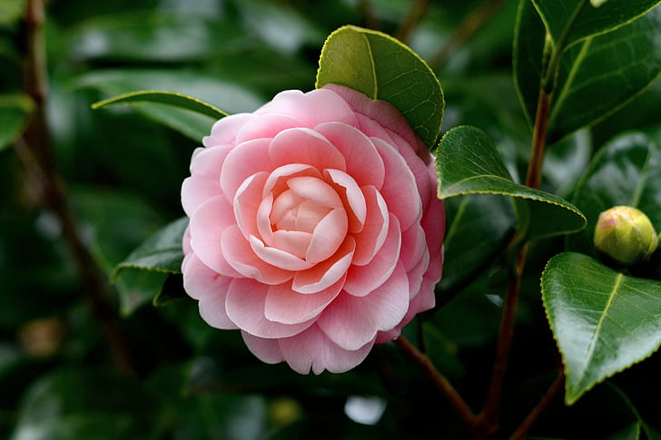 pink flower, camellia japonica, camellia japonica, 椿, JAPAN, HD wallpaper