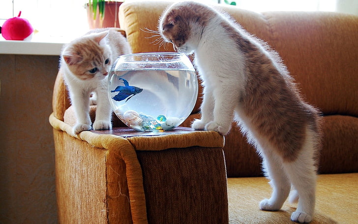 clear glass fish bowl, animals, cat, goldfish, fishbowls, mammal, HD wallpaper