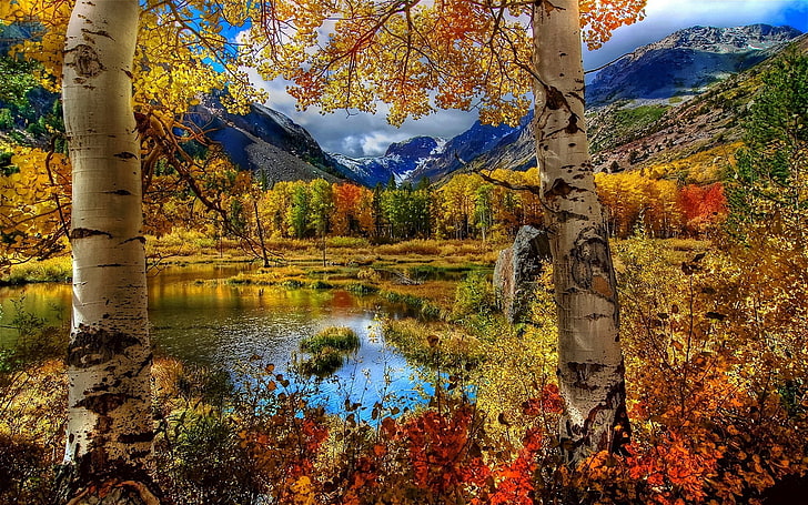 yellow and red leaf trees, nature, fall, landscape, mountains