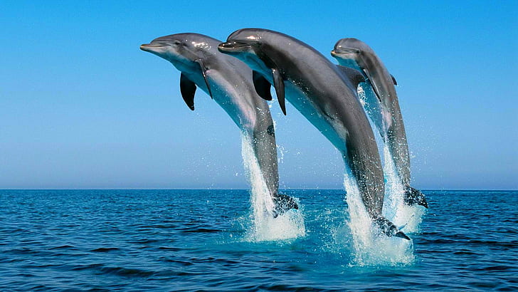 animals, dolphin, jumping, sea, splashes, HD wallpaper