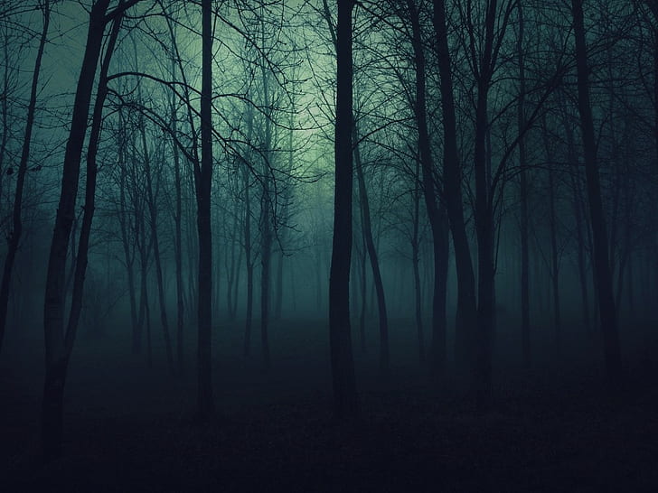 Dark Forest, Forest, Forest Clearing, Nature, HD wallpaper