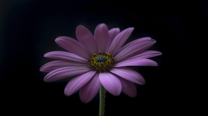 shallow focus photography of purple daisy, Simple, A58, Attribution