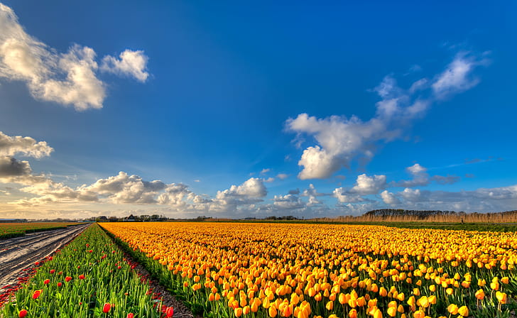yellow flower field, golden, tulips, golden, tulips, mourn, loss, HD wallpaper