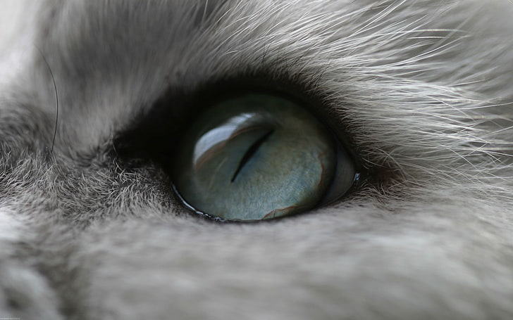 cat, eyes, animals, one animal, animal body part, close-up, HD wallpaper