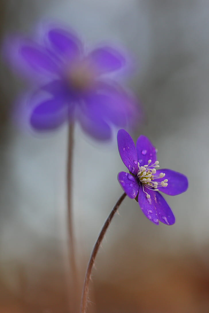 purple flower micro photography, hepatica, hepatica, nature, outdoors, HD wallpaper