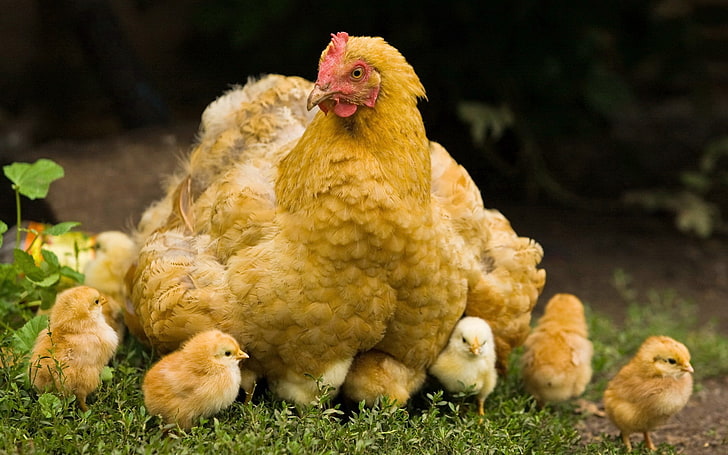 yellow chicken, chicks, walk, cubs, bird, chicken - Bird, farm, HD wallpaper