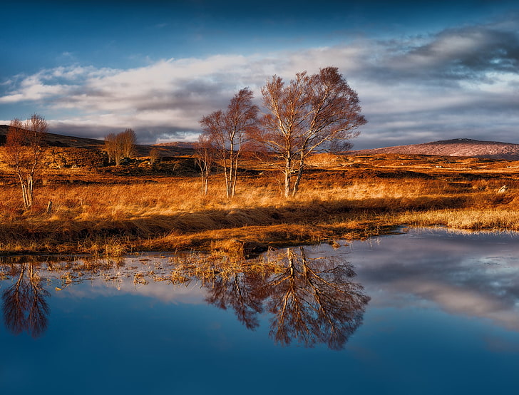several brown leafed trees, reflection, blue, water, landscape, HD wallpaper