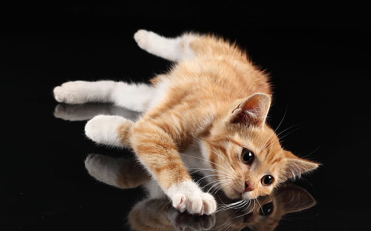 Cute cat, white paws, lying at desktop, reflection, black background