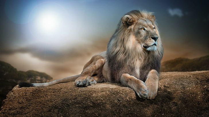 lion, wild animal, big cat, rock, HD wallpaper