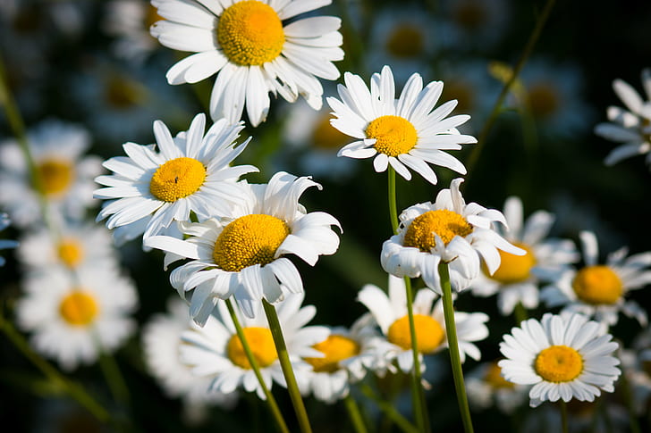 white Daisies selective focus photography at daytime, duluth, daisies, duluth, HD wallpaper