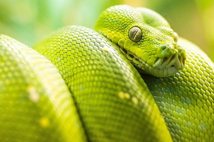 close up photo of green snake, Snake Eyes, Green Tree Python