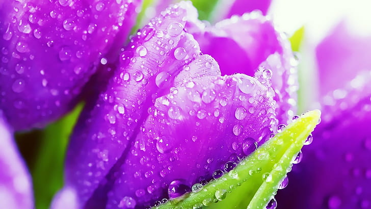 Purple tulip flowers, crystal drops, HD wallpaper