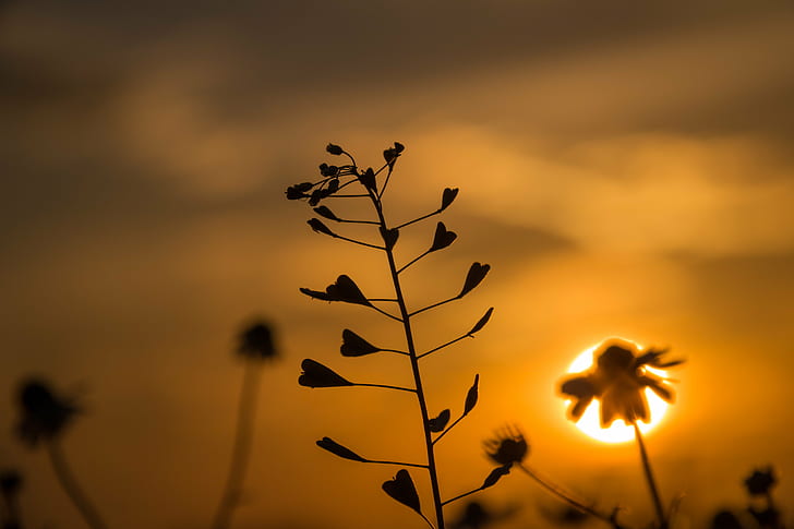 selective focus silhouette photography of heart-shaped leaves during golden hour, HD wallpaper