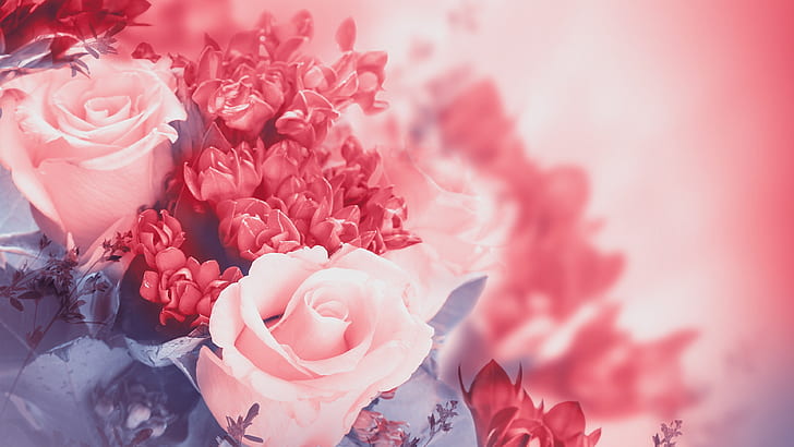 Pink flowers, rose, petals, buds, HD wallpaper