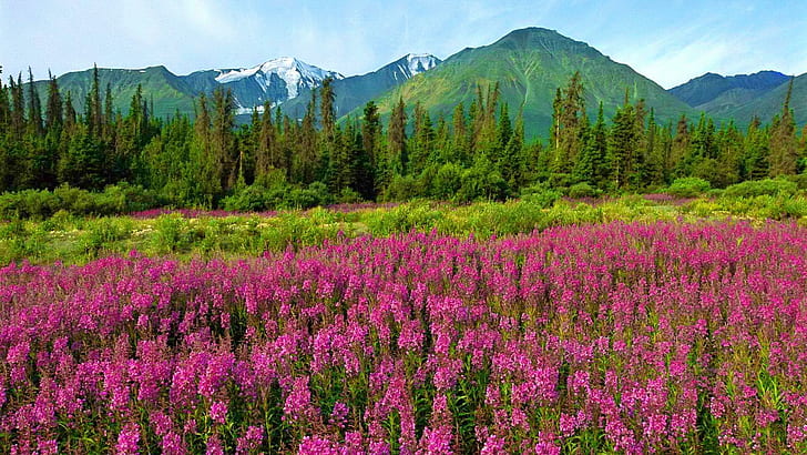 HD wallpaper: Mountain Wildflowers